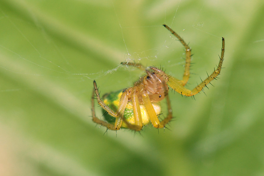 Araniella sp.